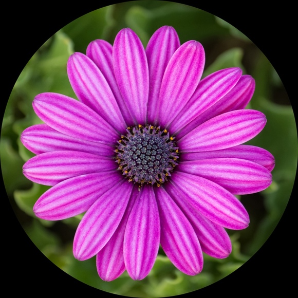 flowergrl428
